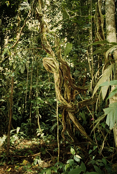 File:Bauhinia.jpg