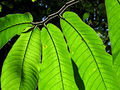 Thumbnail for version as of 17:48, 16 September 2014