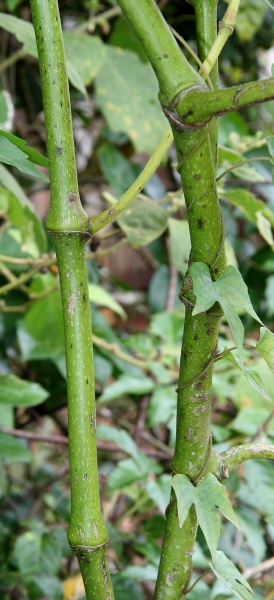 File:IMG 0857b.jpg