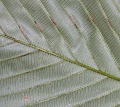 Thumbnail for version as of 17:54, 24 September 2008