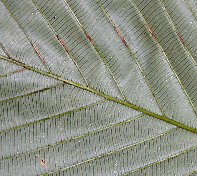 File:IMG 0887bb.jpg
