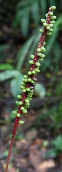 File:Calyptrogyne infl 1.jpg
