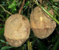 Thumbnail for version as of 19:25, 10 April 2012