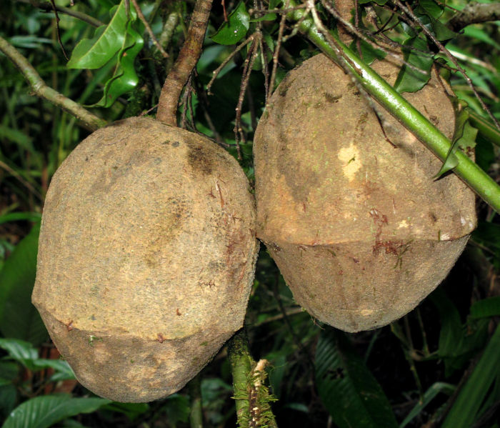 File:Lecythis ampla 6 2011.jpg
