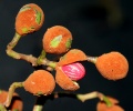 Thumbnail for version as of 20:09, 14 December 2010