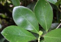 Thumbnail for version as of 18:25, 3 August 2009