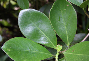 Clusia 9.jpg