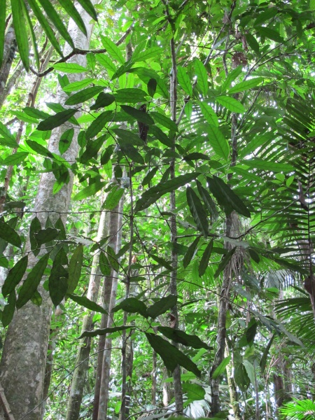 File:Compsoneura 2010 1.jpg
