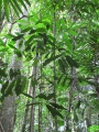 Thumbnail for version as of 19:56, 14 December 2010