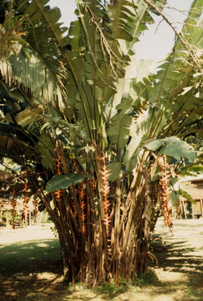 File:Heliconia 112.jpg