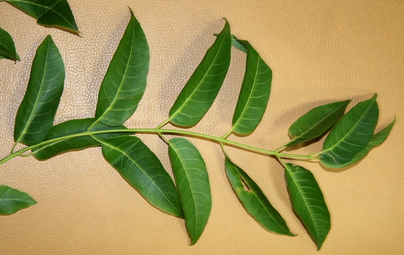 File:IMG 0280b.jpg