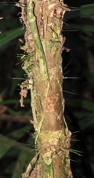 File:Bactris longiseta 2013 2.jpg