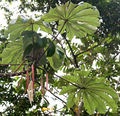 Thumbnail for version as of 02:37, 11 October 2014