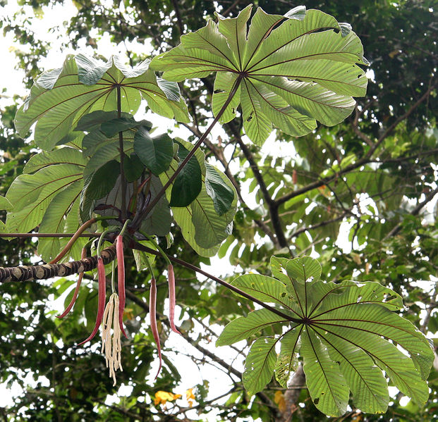 File:Cecropia obtusifolia 2013 02b.jpg