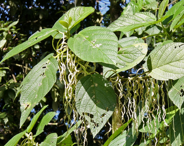 File:Myriocarpa longipes 3.jpg