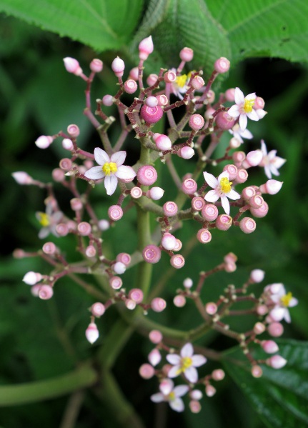 File:Conostegia 2010 7.jpg