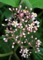 Thumbnail for version as of 19:37, 14 December 2010