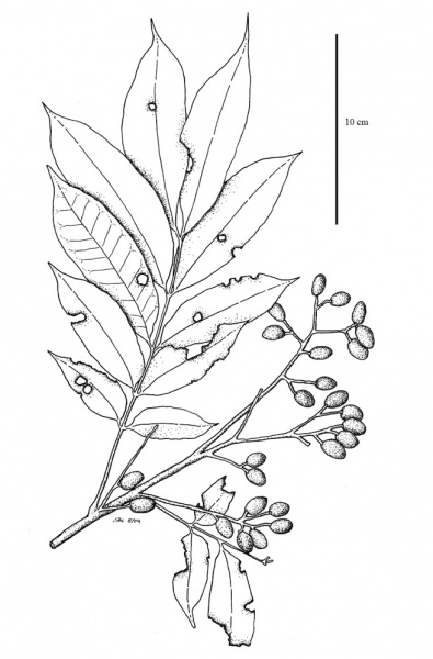 File:Anacardiaceae.jpg