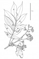 Thumbnail for version as of 15:49, 9 June 2008