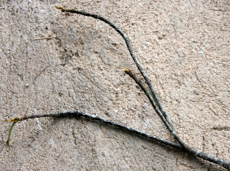 File:IMG 0431b.jpg