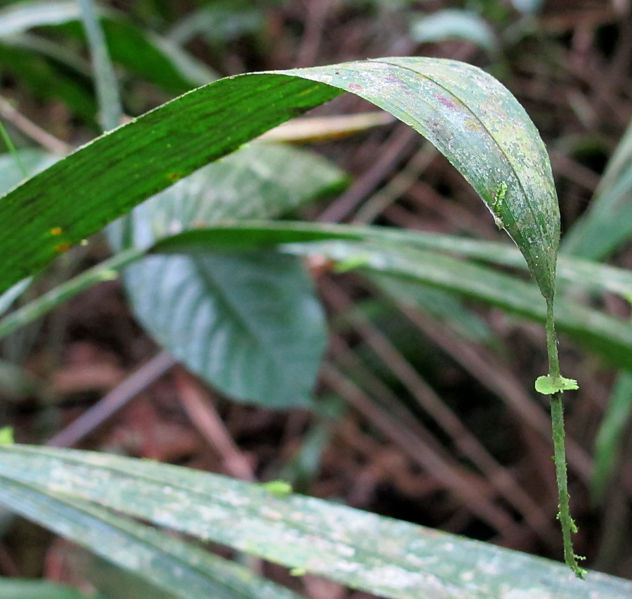 File:Bactris coloradonis 2013 1.jpg