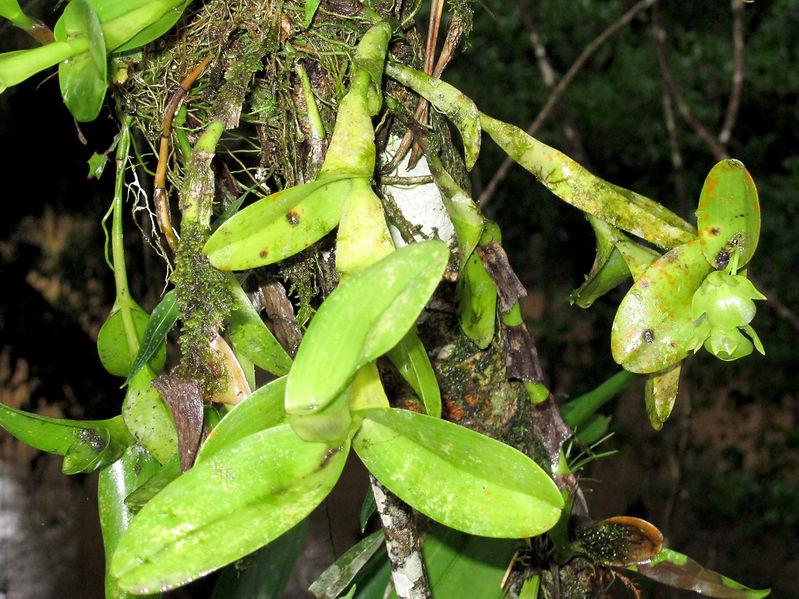 File:Orchid green 2014 1.jpg