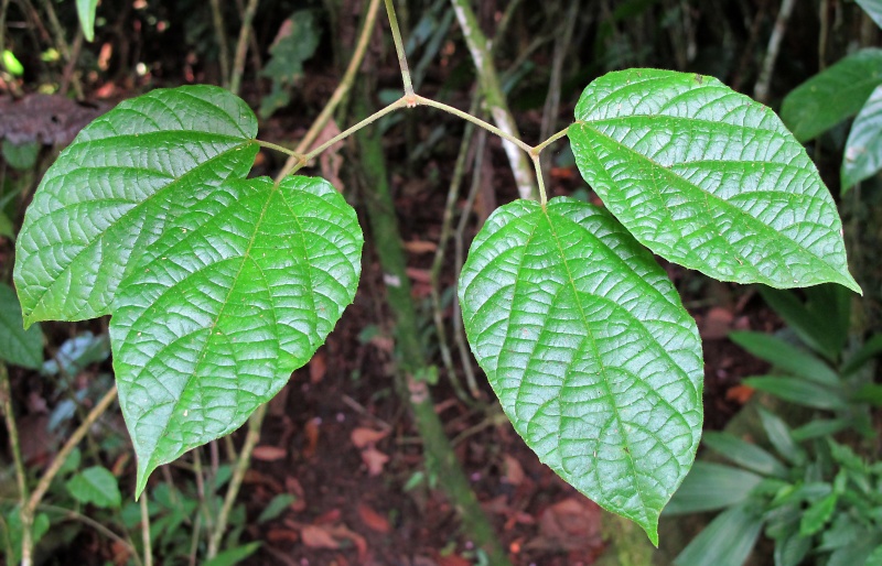 File:Stizophyllum inaequilaterum 2010 1.jpg
