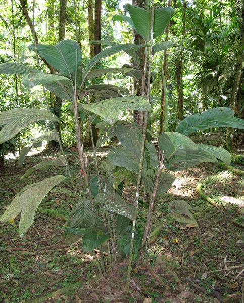 File:Bactris hondurensis 2013 1.jpg