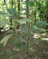 Thumbnail for version as of 14:09, 9 April 2013