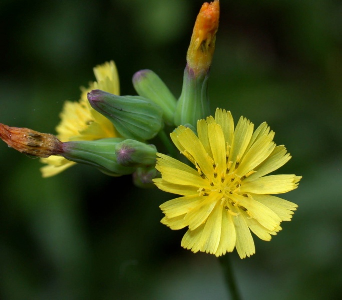 File:Youngia japonica fl Vargas.jpg