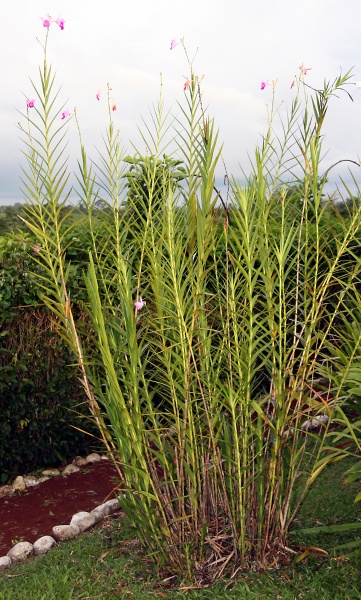 File:IMG 0941b.jpg