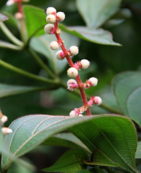 File:Miconia nervosa 1 2011.jpg