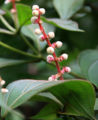 Thumbnail for version as of 19:44, 24 April 2012
