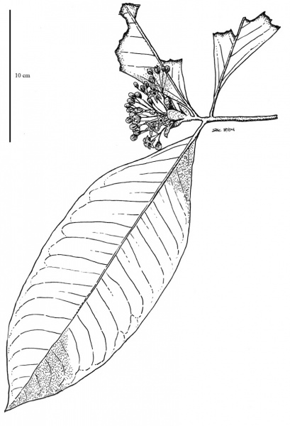 File:Myrsinaceae.jpg
