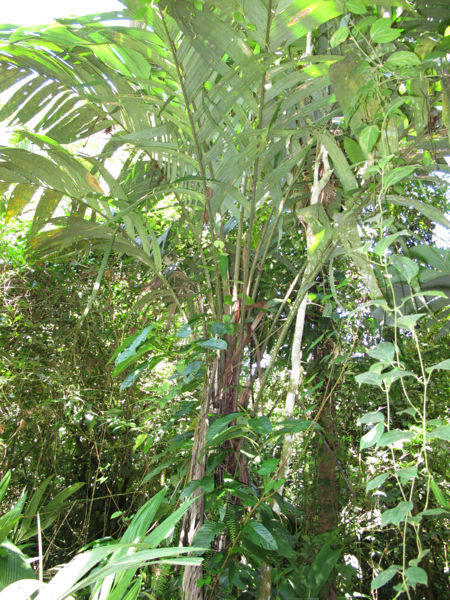 File:Astrocaryum alatum 2010 1.jpg