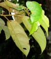 Thumbnail for version as of 20:14, 4 February 2011
