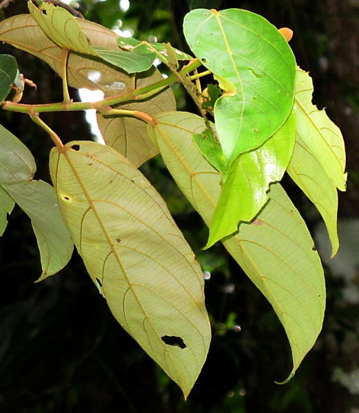 File:Apieba membranacea 2010 2.jpg