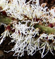 Thumbnail for version as of 17:44, 24 September 2008