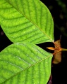 Thumbnail for version as of 17:56, 24 September 2008