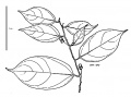 Thumbnail for version as of 16:06, 9 June 2008