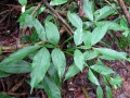 Thumbnail for version as of 19:47, 4 February 2011