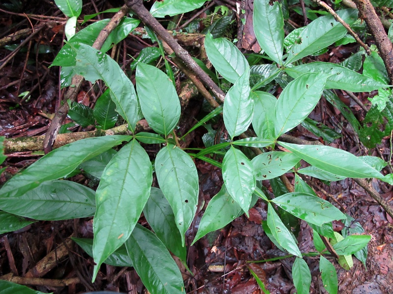 File:Paullinia ingifolia 2010 2.jpg