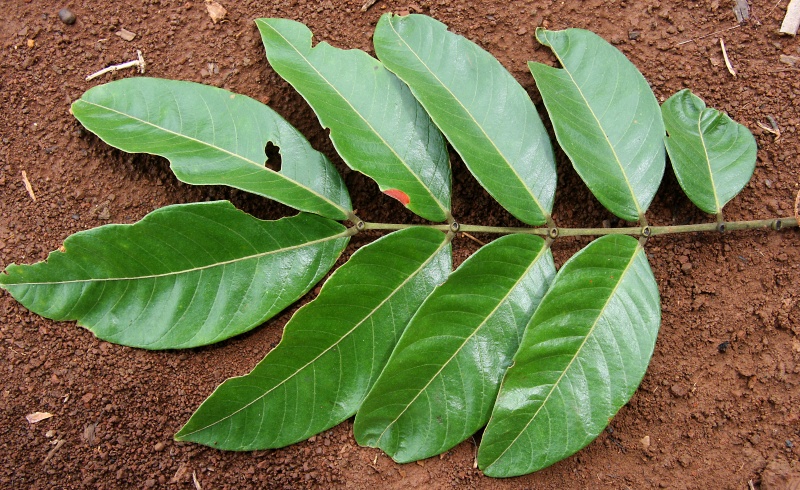 File:IMG 0839b.jpg