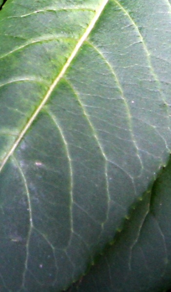 File:IMG 0458bb.jpg