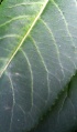 Thumbnail for version as of 19:04, 22 September 2008