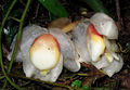 Thumbnail for version as of 21:58, 11 October 2014