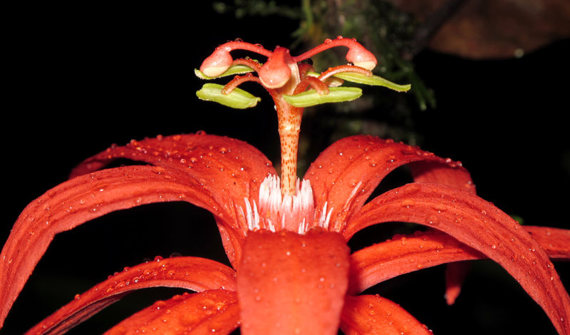 File:Passiflora 8 2011.jpg