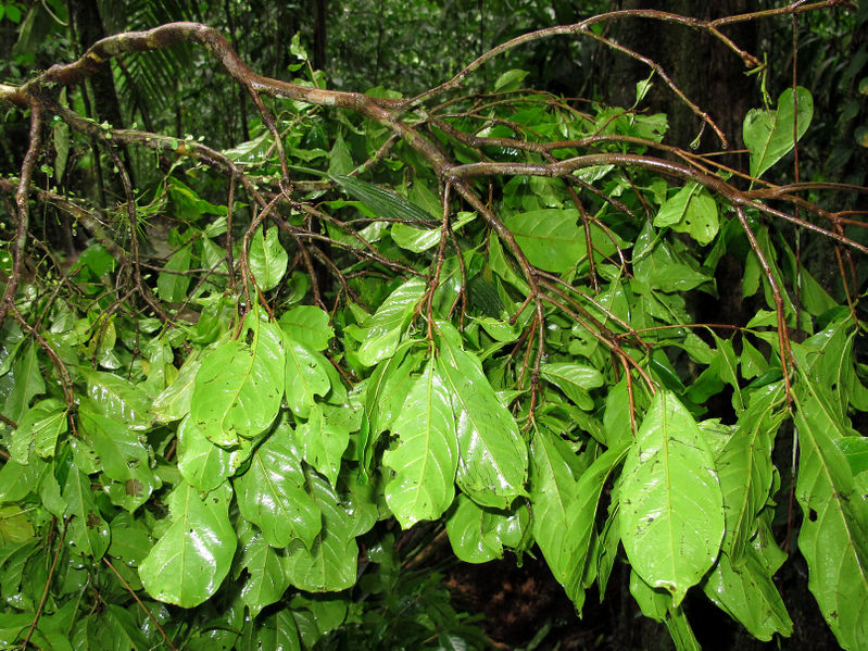 File:Terminalia 2014 1.jpg