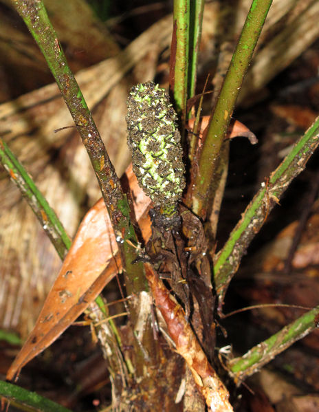 File:Asplundia uncinata 2013 05b.jpg
