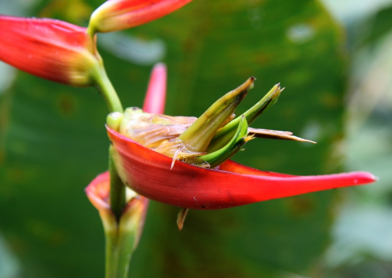 File:Heliconia latispatha 4.jpg